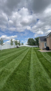 amazingly clean looking lawn after a weekly mowing